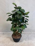 Polyscias Fabian bonsai (130cm hoog), Huis en Inrichting, Kamerplanten, Ophalen of Verzenden, Bonsai
