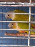 Pyrrhurra, Dieren en Toebehoren, Vogels | Parkieten en Papegaaien, Meerdere dieren, Parkiet