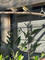 2 jonge cubavinken te koop!, Dieren en Toebehoren, Geslacht onbekend, Tropenvogel