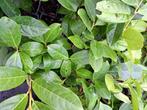 125 Groenblijvende Haaglaurier Genolia 40–60 cm
