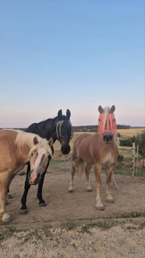 Gezocht partij ruitersport / paardenspullen, Dieren en Toebehoren, Paarden en Pony's | Overige Paardenspullen, Overige soorten