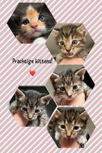 Prachtige kittens, Dieren en Toebehoren, Katten en Kittens | Raskatten | Langhaar, Ontwormd