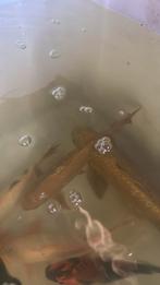 Koi karper, Dieren en Toebehoren