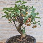 Malus appel pre bonsai, Volle zon, Lente, Minder dan 100 cm, Overige soorten