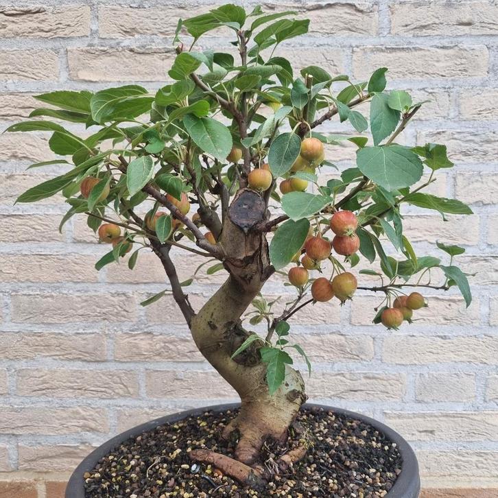 Malus appel pre bonsai, Tuin en Terras, Planten | Bomen, Overige soorten, Minder dan 100 cm, Volle zon, Lente, Ophalen of Verzenden