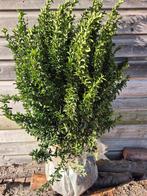 Euonymus japonicus - Kardinaalsmuts, Tuin en Terras, Ophalen, Bloeit niet, Overige soorten