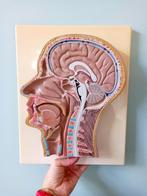 Vintage Somso stijl anatomisch model mediaan doorsnede, Antiek en Kunst, Ophalen of Verzenden