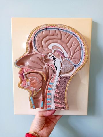 Vintage Somso stijl anatomisch model mediaan doorsnede beschikbaar voor biedingen