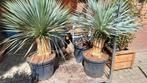 Diverse Yucca Rostrata €90 - €275, Tuin en Terras, Planten | Bomen, Ophalen of Verzenden, Volle zon, Overige soorten, 100 tot 250 cm
