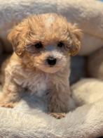 Klein type Maltipoo pups! Meerdere kleuren, Dieren en Toebehoren, Poedel, Nederland, CDV (hondenziekte), 8 tot 15 weken