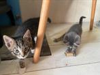 Kittens te koop, Dieren en Toebehoren, Katten en Kittens | Overige Katten, Geslacht onbekend, Kortharig, 0 tot 2 jaar