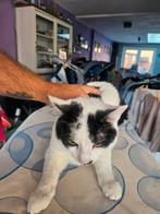 2 lieve katers 1 jaar oud, Dieren en Toebehoren, Kater, Kortharig, 0 tot 2 jaar