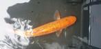 GOUDWINDE  30 CM, Dieren en Toebehoren, Karper of Koi
