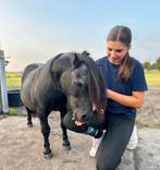 Verzorgpony/paard gezocht omgeving waddinxveen en omstreken, Ophalen