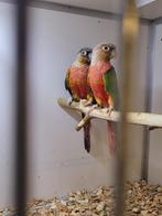 2 kweekkoppels pyrrhura high red x rood factor, Dieren en Toebehoren, Vogels | Parkieten en Papegaaien, Meerdere dieren