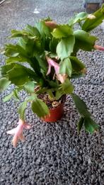 lidcactus, Huis en Inrichting, Ophalen, Overige soorten, Minder dan 100 cm