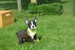 Boston terrier pup uit nest te kiezen 💖💖💖, Rabiës (hondsdolheid), 15 weken tot 1 jaar, Overige rassen, Buitenland