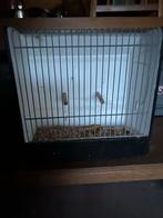 Tentoonstellings kooitje gebruikt voor splendidparkieten, Dieren en Toebehoren, Ophalen of Verzenden, Zo goed als nieuw, Hout