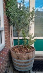 2x olijfboom, Tuin en Terras, Planten | Bomen, Ophalen, Volle zon, Olijfboom, 100 tot 250 cm