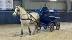 Combinatie Pony incl rec.marathonwagen, Dieren en Toebehoren, Pony's, B, 7 tot 10 jaar, Recreatiepony, D pony (1.37m tot 1.48m)