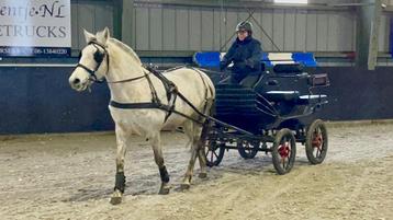 Combinatie Pony incl rec.marathonwagen beschikbaar voor biedingen
