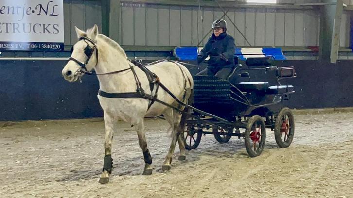 Combinatie Pony incl rec.marathonwagen, Dieren en Toebehoren, Pony's, Merrie, B, D pony (1.37m tot 1.48m), Recreatiepony, 7 tot 10 jaar