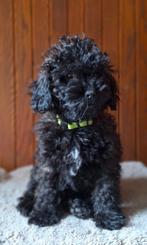 Éen knappe aanhankelijke bruin/zwart poedel puppy pup, Dieren en Toebehoren, Honden | Chihuahua's en Gezelschapshonden, Poedel