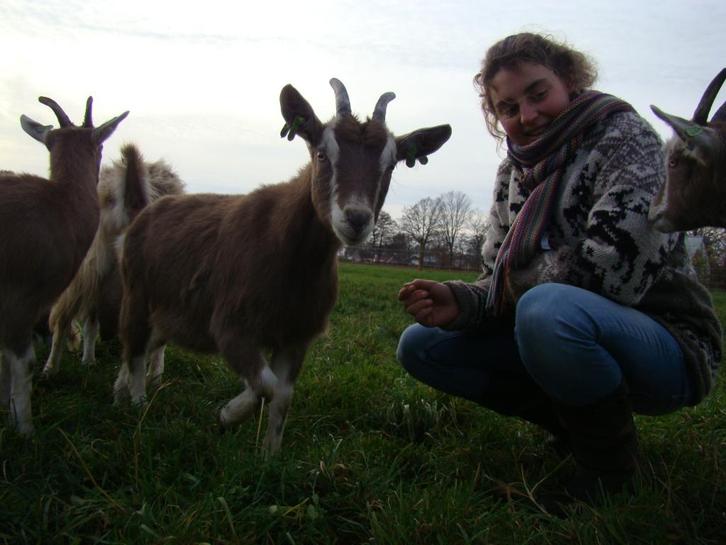 klauwbekapper, bekappen geiten en schapen, Dieren en Toebehoren, Schapen, Geiten en Varkens, Geit, Meerdere dieren