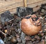 Vijverstenen, Ophalen of Verzenden