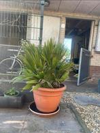 Tekoop 2 Chamaerops humilis vulcan, Tuin en Terras, Planten | Bomen, Ophalen of Verzenden, Minder dan 100 cm, Zomer, Palmboom