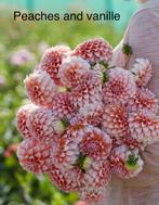 Dahlia knollen Peaces and Vanilla, Ophalen of Verzenden, Vlinderstruik