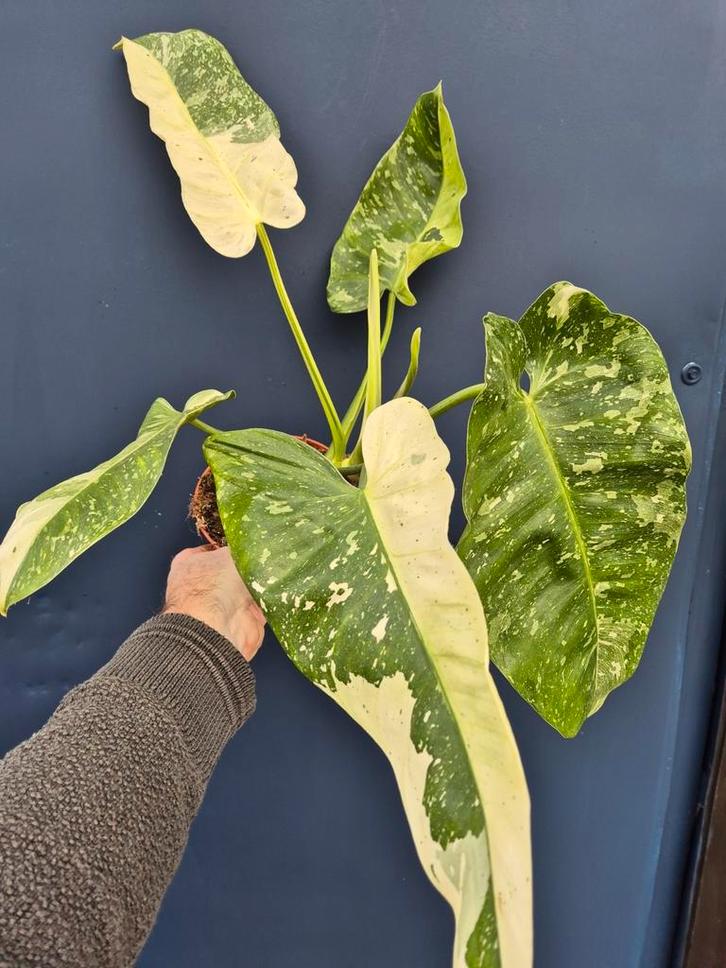 Philodendron Jose Buono p15 (3), Huis en Inrichting, Kamerplanten, Minder dan 100 cm, Halfschaduw, Ophalen of Verzenden