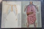 VINTAGE ANATOMISCHE MUUR ATLAS MURAL DU CORPS HUMAIN (1950), Boeken, Gelezen, Biologie, Overige niveaus, Ophalen of Verzenden