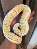 Pyhton Regius 0.1 lemonblast desert ghost, Dieren en Toebehoren, Slang, 3 tot 6 jaar