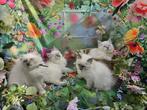 Marlyda's Ragdolls, Dieren en Toebehoren, Gechipt, 0 tot 2 jaar