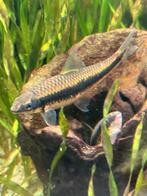 Siamese Algeneters (Crossocheilus oblongus), Vis, Zoetwatervis