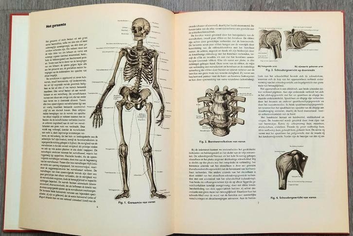 Anatomische atlas voor opleiding verplegenden en EHBO, Boeken, Schoolboeken, Gelezen, Overige niveaus, Ophalen of Verzenden