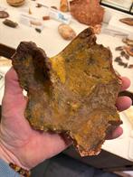 Schildpad kemkem, Ophalen of Verzenden, Fossiel