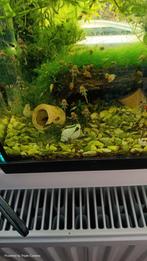 algeneters ancistrus dolichopterus, Dieren en Toebehoren, Vissen | Aquariumvissen, Vis