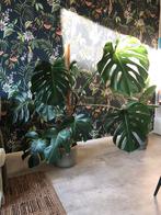 Monstera (gatenplant), Huis en Inrichting, Ophalen of Verzenden, Overige soorten, Minder dan 100 cm