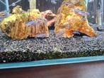 Malawi cichliden visjes, Ophalen, Zo goed als nieuw, Gevuld zoetwateraquarium