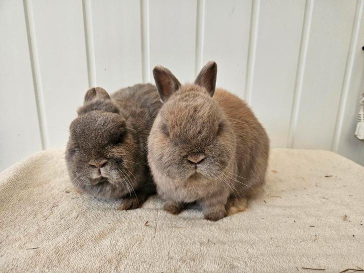 Kleurdwerg koppel, Dieren en Toebehoren, Konijnen, Dwerg, Mannelijk