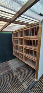 8 broedhokken met roosters, Dieren en Toebehoren, Meerdere dieren, Postduif
