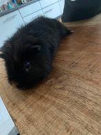 Cavia zoekt nieuw huisje, Dieren en Toebehoren, Cavia, Mannelijk, Mei, Tam
