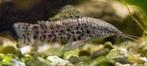 kwi kwi, hoplosternum thorocatum, 4-5 cm, Dieren en Toebehoren, Vis, Zoetwatervis, Schoolvis