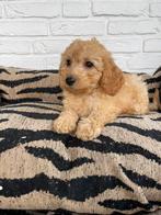 Maltipoo pups, maltezer x toy poedel, Dieren en Toebehoren, Honden | Chihuahua's en Gezelschapshonden, Overige rassen, CDV (hondenziekte)