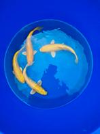 Marusei yamabuki koi, Dieren en Toebehoren, Vissen | Vijvervissen, Karper of Koi