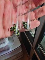 Dendrobates Auratus Capurgana, Dieren en Toebehoren, Reptielen en Amfibieën, Slang, 0 tot 2 jaar