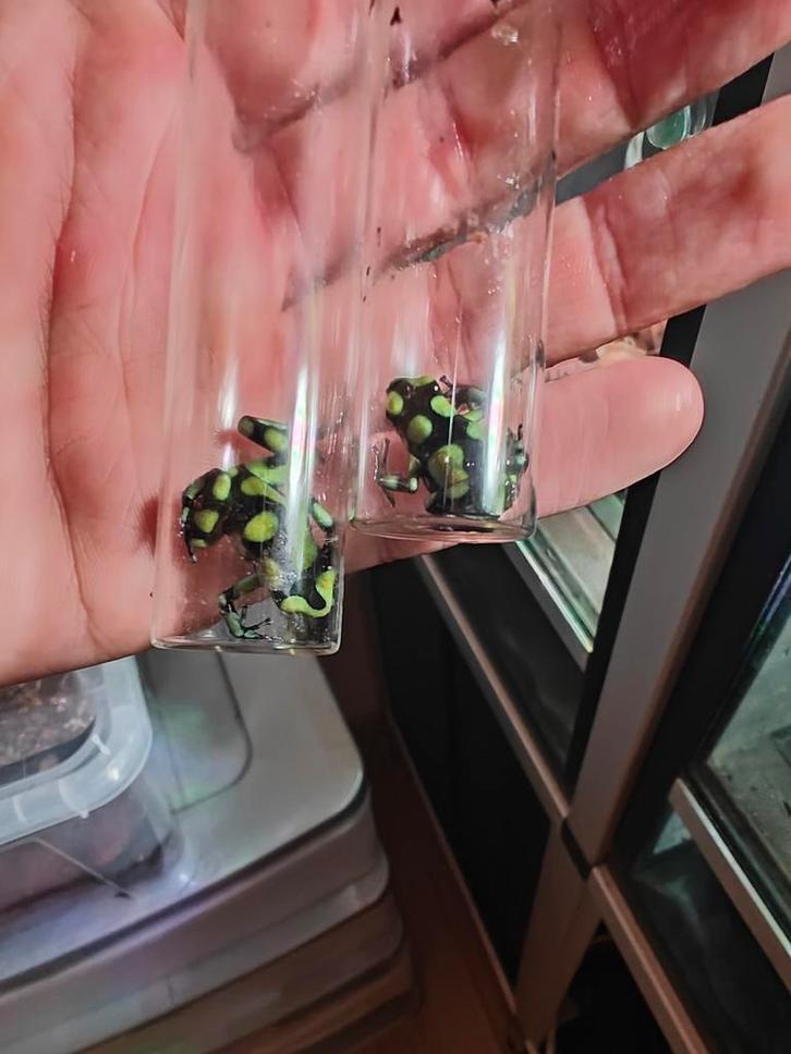 Dendrobates Auratus Capurgana