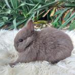 kleurdwerg, Dieren en Toebehoren, Konijnen, Mannelijk, Dwerg, 0 tot 2 jaar